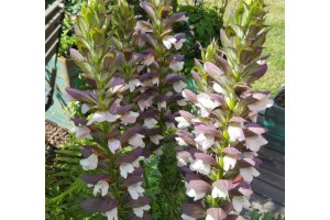 ACANTHUS MOLLIS MORNING CANDLE BEARS BREACHES PERENNIAL SEEDS - 10 SEEDS