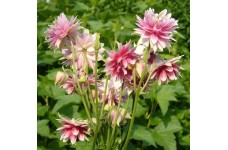 AQUILEGIA VULGARIS STELLATA NORA BARLOW MIX SEEDS - GRANNYS BONNET - 100 SEEDS