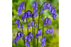 NATIVE ENGLISH BLUEBELL SEEDS - HYACINTHOIDES NON SCRIPTA - 25 SEEDS