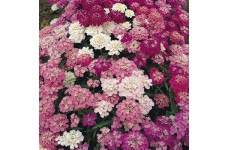 IBERIS UMBELLATA - CANDYTUFT DWARF FAIRY MIX - 250 SEEDS