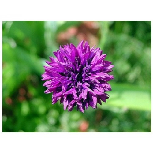 Centaurea Cyanus Mauve Ball Mauve Cornflower Seeds 1000 Seeds