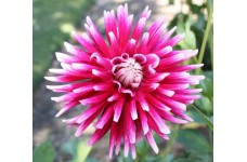DAHLIA CACTUS MIX SEEDS - 50 SEEDS