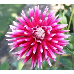 DAHLIA CACTUS MIX SEEDS - 50 SEEDS DAHLIA CACTUS MIX SEEDS - 50 SEEDS