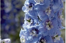 DELPHINIUM DWARF MAGIC FOUNTAIN SEEDS - SKY BLUE FLOWERS WITH WHITE BEE - 50 SEEDS