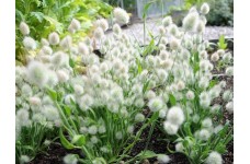LAGURUS OVATUS SEEDS - BUNNY TAILS / RABBITS TAIL ORNAMENTAL GRASS SEEDS - 100 SEEDS