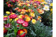 HELICHRYSUM BRACTEATUM STRAW FLOWER SWISS GIANT MIXED SEEDS - 250 SEEDS
