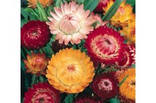 HELICHRYSUM BRACTEATUM STRAW FLOWER TOM THUMB MIXED SEEDS - 250 SEEDS