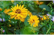 HELIOPSIS HELIANTHOIDES SUMMER SUN - LARGE GOLDEN YELLOW FLOWERS - 50 SEEDS