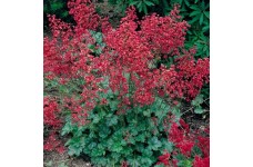 HEUCHERA SANGUINEA BRESSINGHAM HYBRIDS -  CORAL BELLS - 250 SEEDS