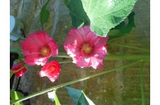 HOLLYHOCK CERISE PINK SEEDS - 50 SEEDS