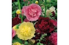 HOLLYHOCK CHATERS DOUBLE SEEDS - ALCEA ROSEA  - MIXED COLOUR - 50 SEEDS