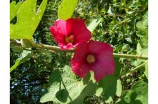 HOLLYHOCK ALCEA ROSEA DEEP PINK SEEDS - 50 SEEDS