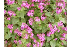 HONESTY LUNARIA ANNUA SEEDS - 50 SEEDS
