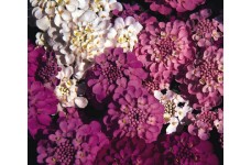 IBERIS SEMPERVIRENS SEEDS - CANDYTUFT CROWN MIXED - 250 SEEDS