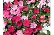 IMPATIENS WALLERIANA - BUSY LIZZIE DWARF BABY SERIES MIX - 100 SEEDS
