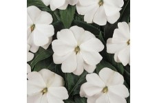 IMPATIENS WALLERIANA DWARF BABY WHITE SEEDS - WHITE BUSY LIZZIE - 100 SEEDS