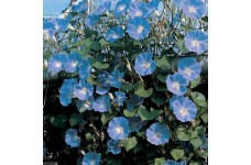 IPOMOEA MORNING GLORY - CLARKS HEAVENLY BLUE - CLIMBER - 50 SEEDS