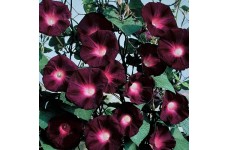 IPOMOEA MORNING GLORY BLACK KNIGHT SEEDS - DARK PURPLE FLOWERS - 50 SEEDS