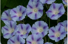 IPOMOEA PURPUREA DACAPO LIGHT BLUE SEEDS - MORNING GLORY CLIMBER - 50 SEEDS