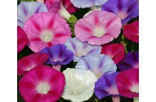 IPOMOEA MORNING GLORY FLYING SAUCER MIX SEEDS - MIXED COLOUR STRIPED FLOWERS - 50 SEEDS