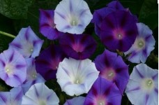 IPOMOEA MORNING GLORY MIX SEEDS - PURPLE, BLUE & WHITE FLOWERS - 50 SEEDS