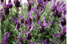LAVENDER - LAVANDULA STOECHAS - FRENCH LAVENDER - 50 SEEDS