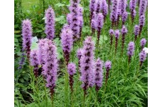 LIATRIS SPICATA BLUE / PURPLE SEEDS - DENSE BLAZING STAR - BUTTON SNAKEWORT - 100 SEEDS