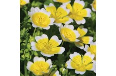 LIMNANTHES DOUGLASSI POACHED EGG MIX - 100 SEEDS