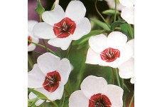 LINUM GRANDIFLORUM BRIGHT EYES SEEDS - WHITE FLOWERS WITH DARK RED CENTRE - 100 SEEDS