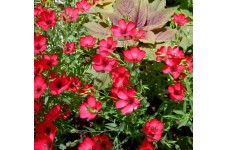 LINUM GRANDIFLORUM RUBRUM - SCARLET RED FLAX - 100 SEEDS