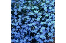 LOBELIA CAMBRIDGE BLUE SEEDS - BLUE COLOUR FLOWERS - COMPACT PLANT - 500 SEEDS