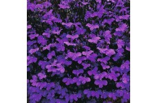 LOBELIA ERINUS CRYSTAL PALACE SEEDS - VIVID BLUE FLOWERS - COMPACT PLANT - 500 SEEDS