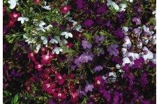 LOBELIA ERINUS PENDULA FOUNTAIN MIX - TRAILING - 500 SEEDS 