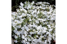 LOBELIA ERINUS WHITE LADY SEEDS - PURE WHITE FLOWERS - UPRIGHT PLANT - 500 SEEDS