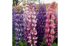 LUPINUS RUSSEL MIX SEEDS - LUPIN / LUPINE - 50 SEEDS