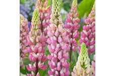 LUPIN LUPINE LUPINUS THE CHATELAINE SEEDS - PINK & WHITE FLOWERS - 50 SEEDS