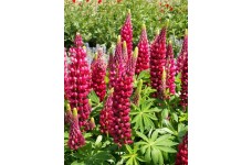 LUPIN LUPINE LUPINUS MY CASTLE SEEDS - SHADES OF RED & ROSE - 50 SEEDS
