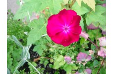 LYCHNIS CORONARIA SEEDS - ROSE MAGENTA SHOCKING PINK - 100 SEEDS