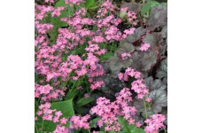 MYOSOTIS ALPESTRIS ROSE SEEDS - PINK FORGET ME NOT  - 200 SEEDS