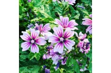 MALVA SYLVESTRIS ZEBRINA SEEDS  - 50 SEEDS