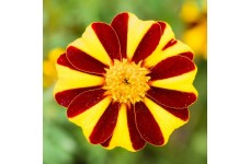 MARIGOLD TAGETES PATULA DWARF FRENCH MR MAJESTIC SEEDS - 100 SEEDS