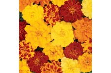 MARIGOLD TAGETES PATULA FRENCH DOUBLE BROCADE MIX SEEDS - 100 SEEDS