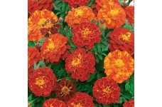 MARIGOLD TAGETES PATULA FRENCH DOUBLE BROCADE RED SEEDS - 100 SEEDS