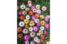 MESEMBRYANTHEMUM HARLEQUIN HARLIQUINN SEEDS - MIXED COLOURS - 500 SEEDS