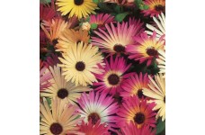 MESEMBRYANTHEMUM PASTEL MIX SEEDS - MIXED COLOUR FLOWERS - 500 SEEDS