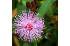 MIMOSA PUDICA SEEDS (SHY PLANT / SENSITIVE PLANT SEEDS) - 100 SEEDS