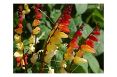 MINA LOBATA JUNGLE QUEEN CLIMBER SEEDS - RED ORANGE & YELLOW FLOWERS - 25 SEEDS