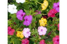 MIRABILIS MARVEL OF PERU - FOUR O'CLOCK MIX - MIXED COLOUR - 25 SEEDS