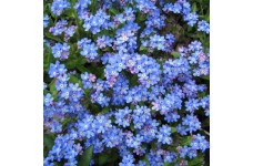 MYOSOTIS ALPESTRIS SEEDS - FORGET ME NOT (BLUE BALL) SEEDS - 100 SEEDS