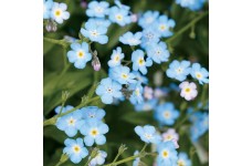 MYOSOTIS ALPESTRIS BLUE SEEDS - FIELD / WOOD FORGET ME NOT BLUE SEEDS - 350 SEEDS
